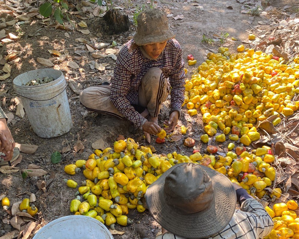 Fresh Cashew Nuts